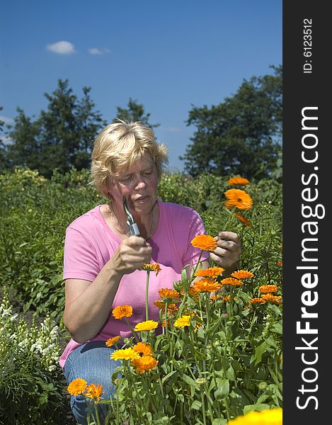 Elderly woman is picking flowers in the garden during the summer