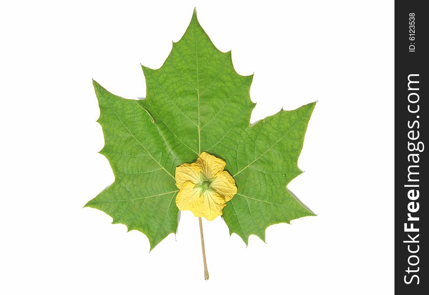 Green leaf and yellow flower with white back ground