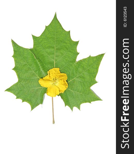 Green leaf and yellow flower with white back ground