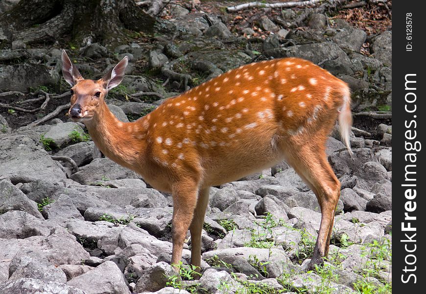 Sika Deer 2