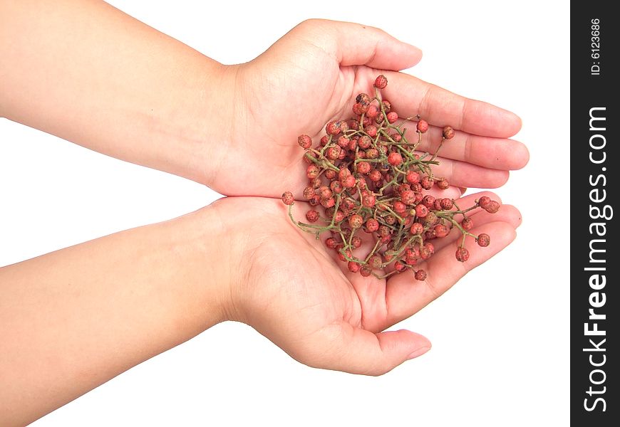 Szechuan pepper in hand with white background