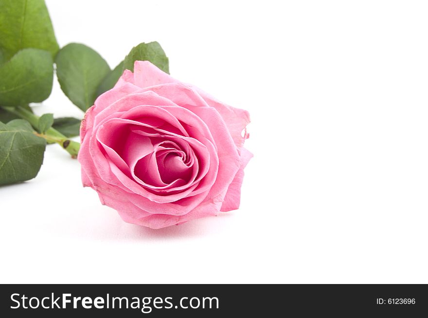 Pink rose isolated on a white background