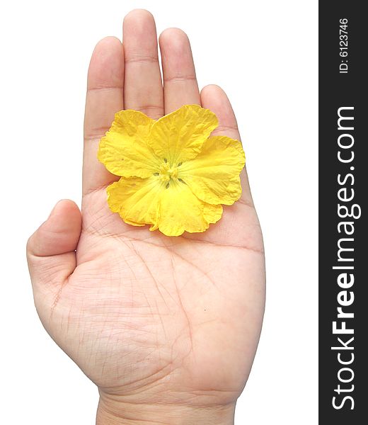 Yellow flower in hand with white background