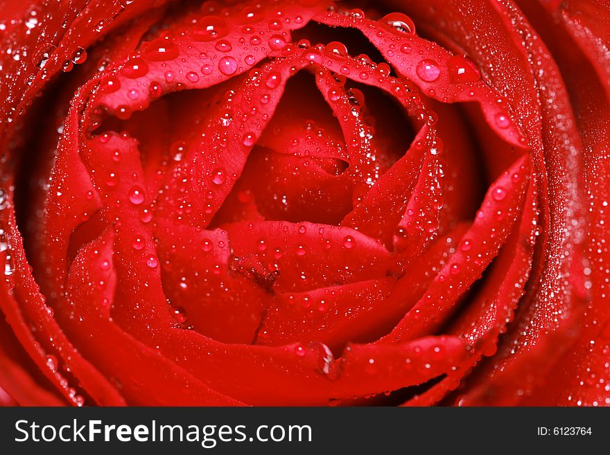 Close up of a red rose with water drop.