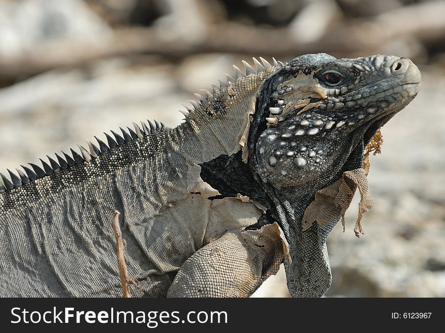 Wild sloughing Iguana of Caribbean Islands, Cayo Largo, Cuba. Wild sloughing Iguana of Caribbean Islands, Cayo Largo, Cuba