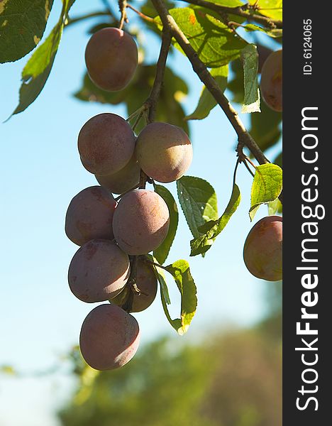 Bunch of plums growing on the tree. Bunch of plums growing on the tree.