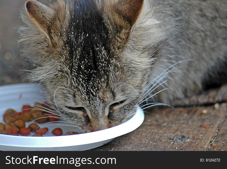 Lady-cat during a meal