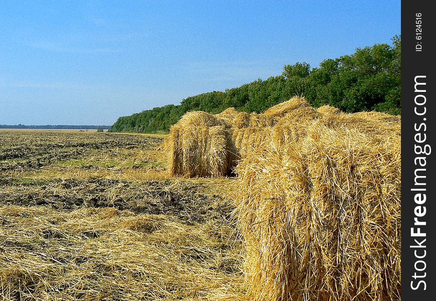Â«haystacks on the fieldÂ», Â«hay on the field in summerÂ»