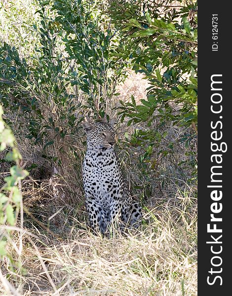 A female leopard waiting in the bush of the sabie sands reserve in south africa