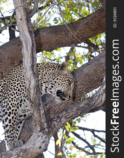 A male leopard on a tree of the sabie sands reserve