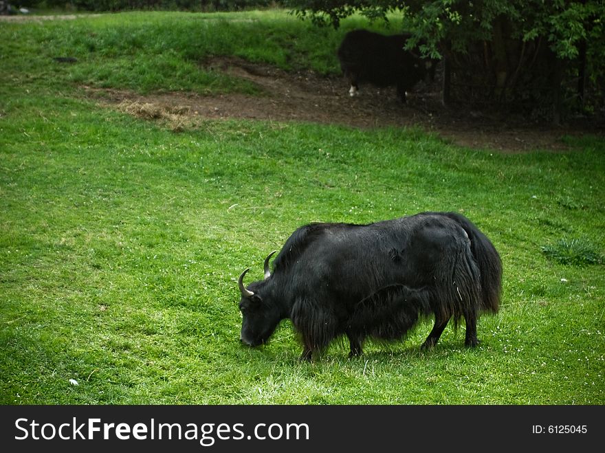 A black Yak grazing in a field with another in the backround