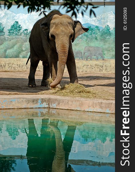 Elephant eating hay by water at a zoo. Elephant eating hay by water at a zoo