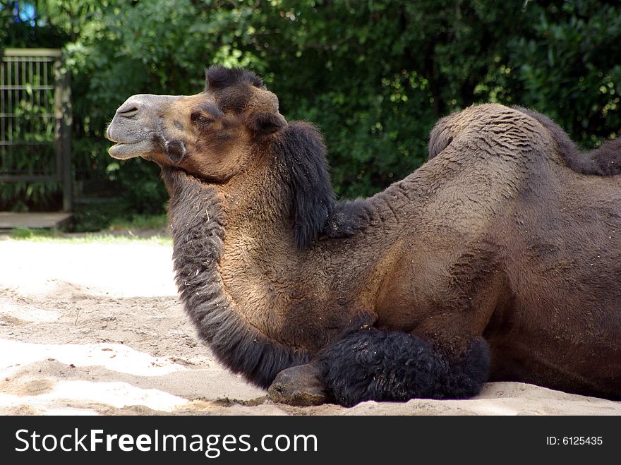 One camel is laying down on the ground