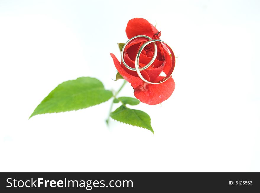 Wedding rings on a rose, white background