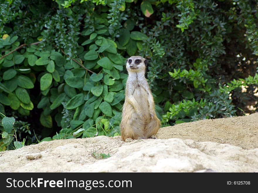 Meerkat is sitting on  a sand hill in front of some trees. Meerkat is sitting on  a sand hill in front of some trees
