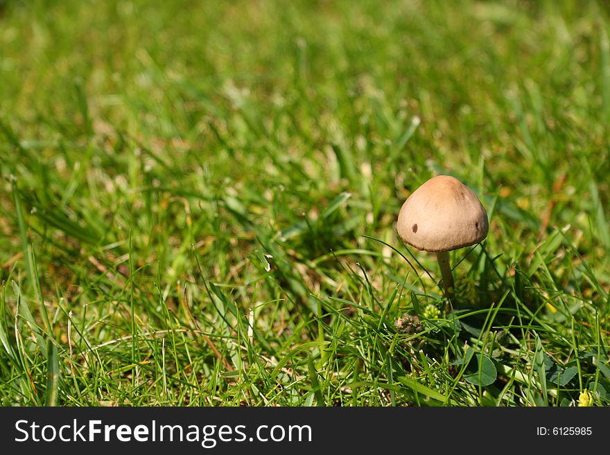 Toxic mushroom on a meadow