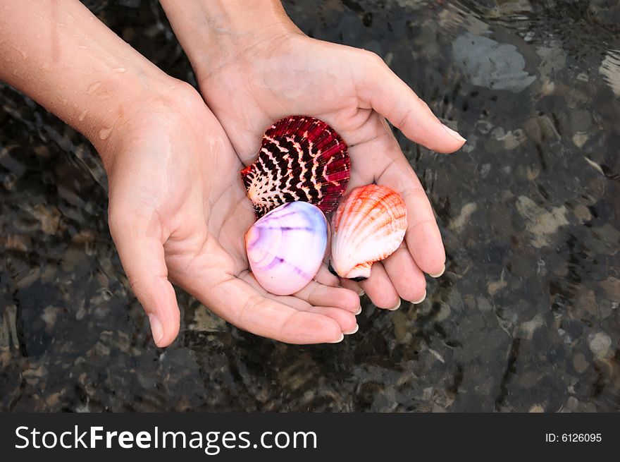 Shell in hands