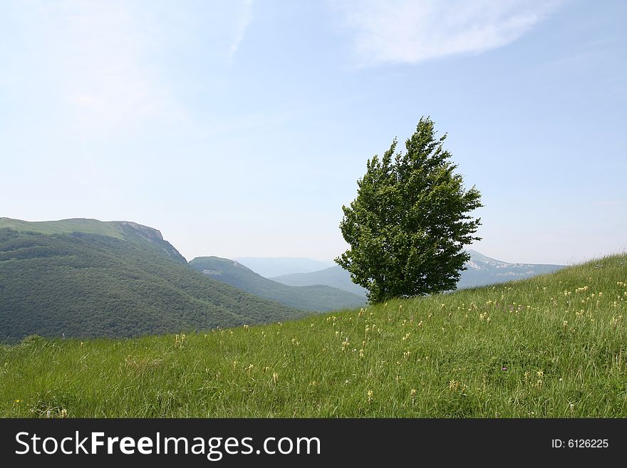Alone tree on summer meadow