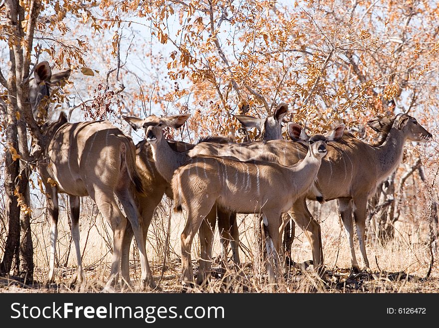 A group of kudu in the shadow of the trees of the kruger park in south africa. A group of kudu in the shadow of the trees of the kruger park in south africa