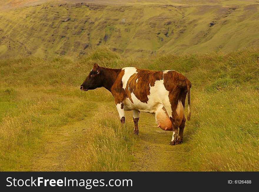 A cow with a lot of milk on a green grass. In the background there are green hills.