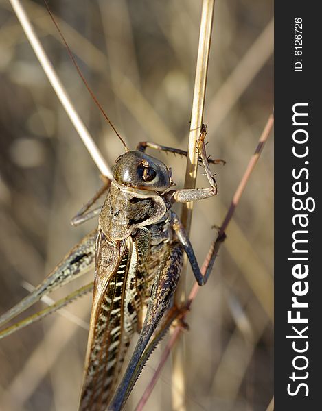 A macro shot of grasshopper