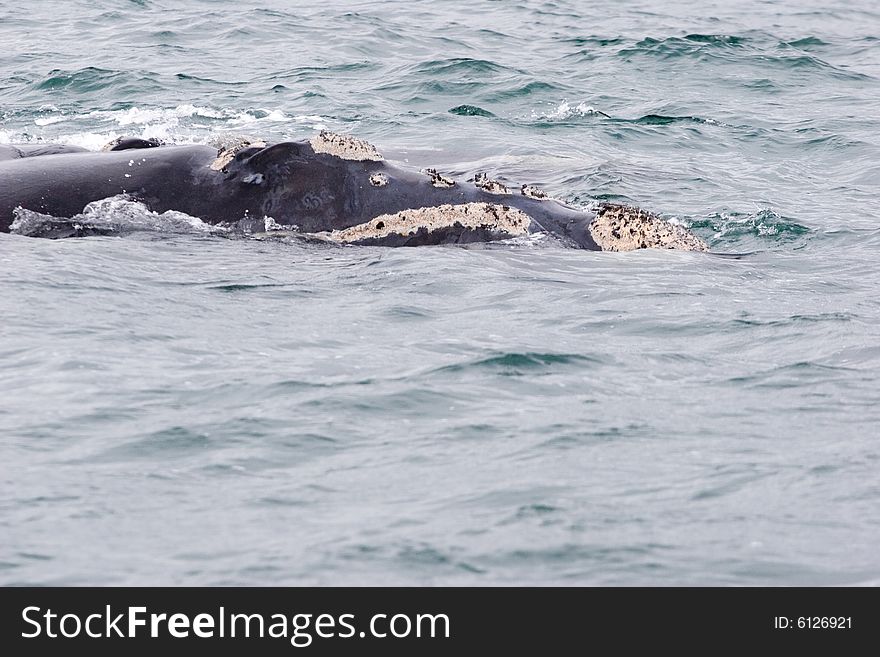 Whale portrait