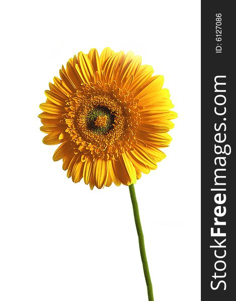 Yellow gerbera