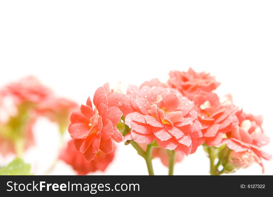 Isolated rosette flowers with drops