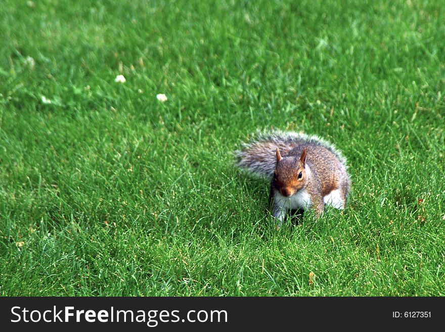 A grey squirrel walking through the grass. A grey squirrel walking through the grass