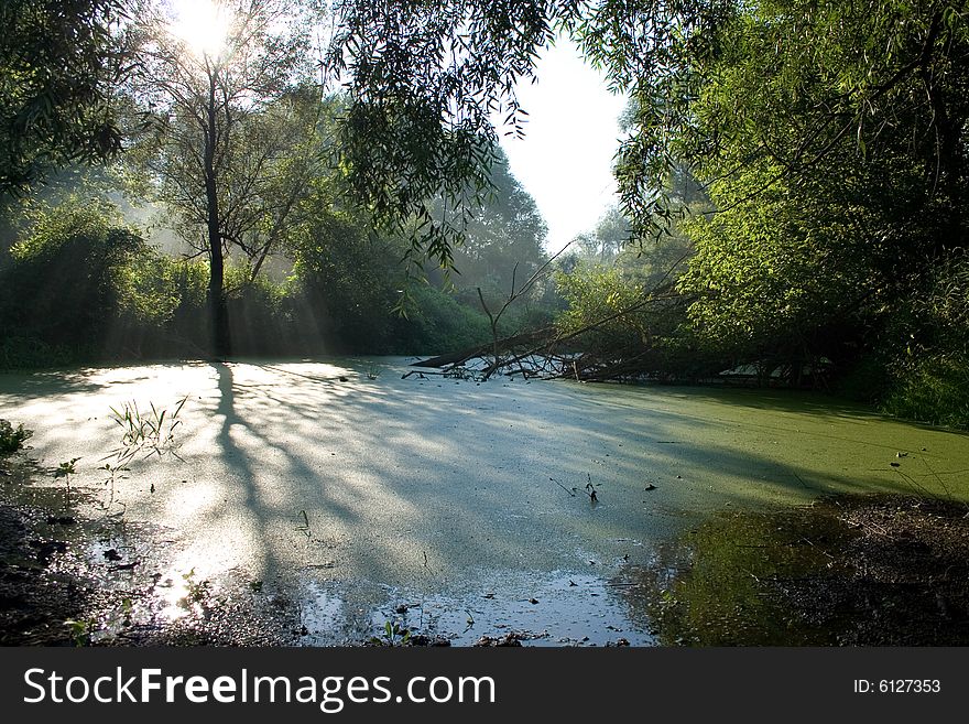 landscape with tree and tree shadow on duckweed