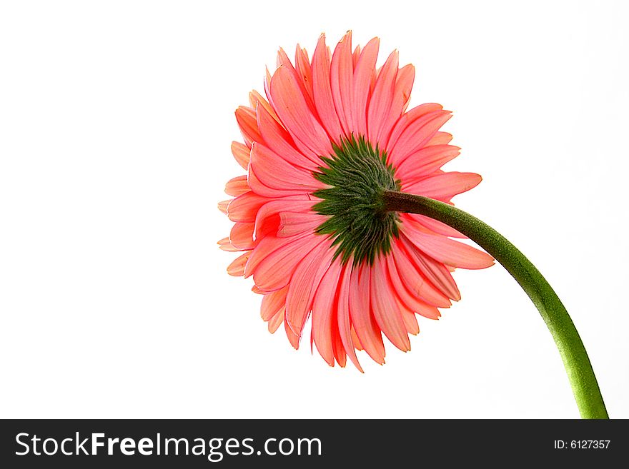 Pink gerbera