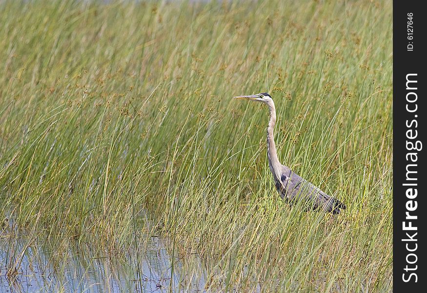 Great Blue Heron in Reeds