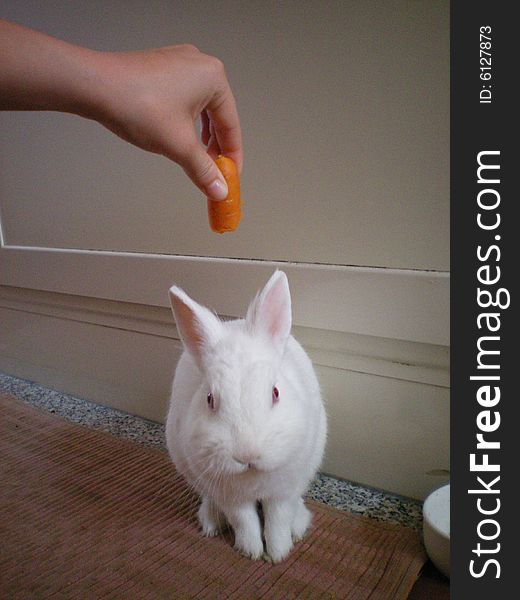 A white rabbit wants to eat a carrot