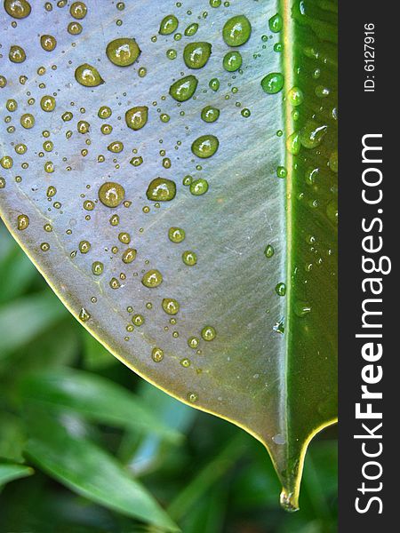 Some drops on a green leaf. Some drops on a green leaf