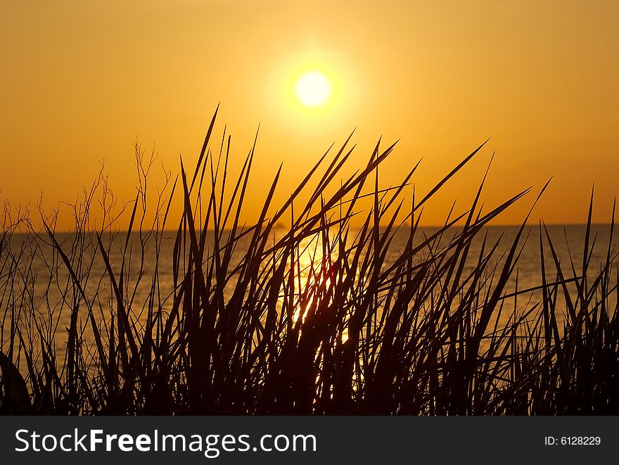 Reed At Sunset