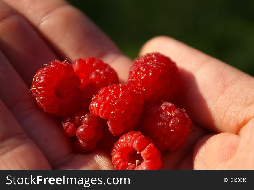 Several ripe raspberries in hand