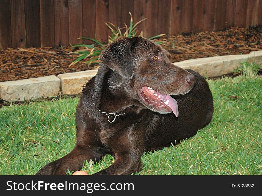 Chocolate Lab relaxing in wet grass following a storm