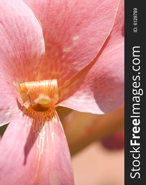 Macro of a pink gladiolus