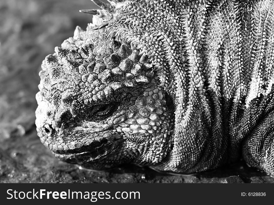 Black & White Marine Iguana closeup headshot