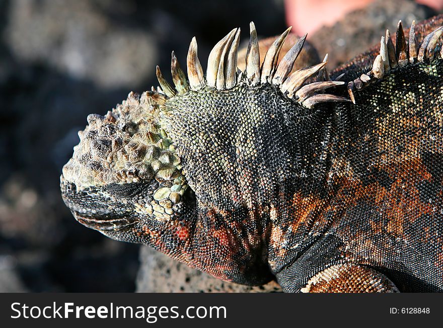A beautiful marine iguana with his eye closed. A beautiful marine iguana with his eye closed