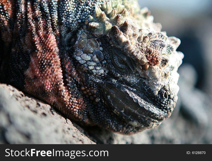 A closeup shot of a beautiful marine iguana. A closeup shot of a beautiful marine iguana