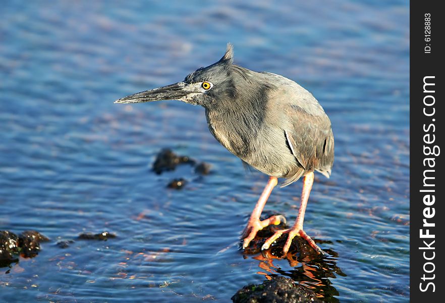 A Yellow Crowned Night Heron in the Galapagos Islands, Ecuador