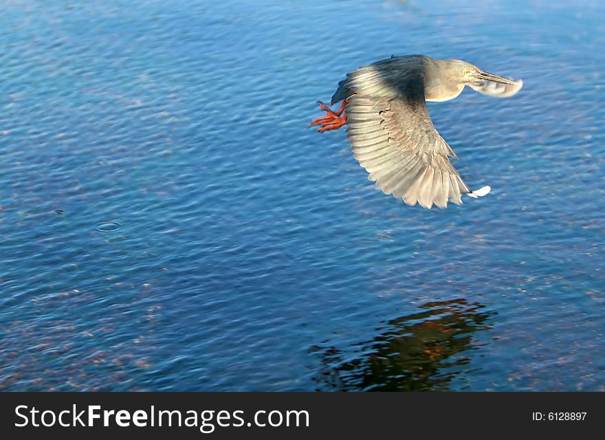A Yellow Crowned Night Heron flying over water in the Galapagos Islands, Ecuador