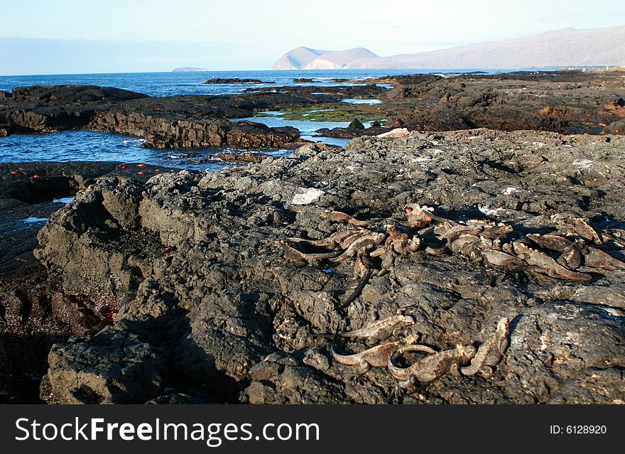 Hundreds of marine Iguanas and Crabs lie on the rocks of this mysterious island. Hundreds of marine Iguanas and Crabs lie on the rocks of this mysterious island