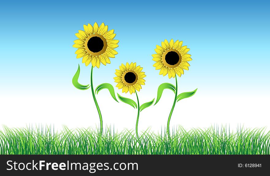Sunflower on green field,  illustration