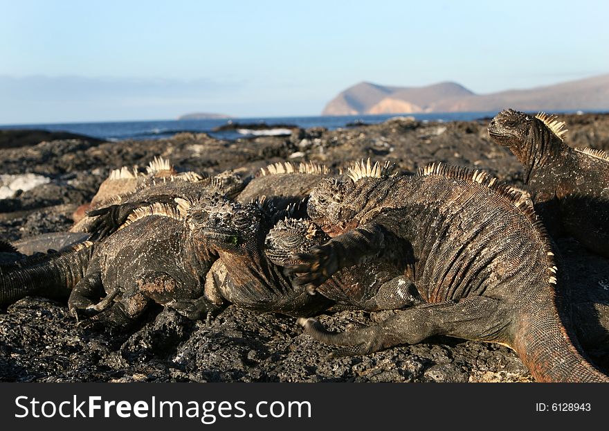 A group of marine iguanas huddles together on the Galapagos Islands. A group of marine iguanas huddles together on the Galapagos Islands