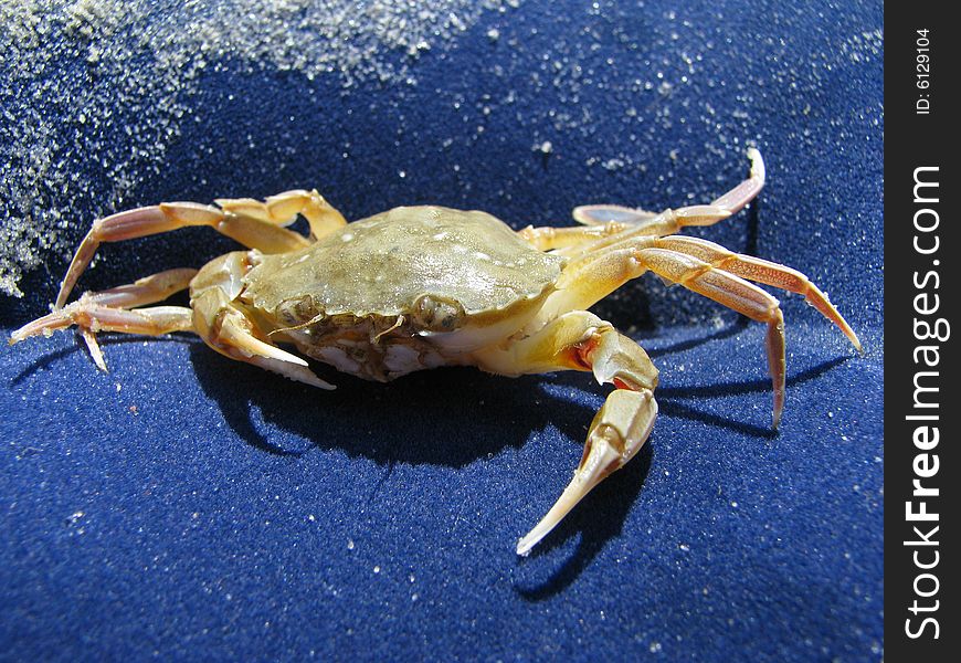 Crab on rest