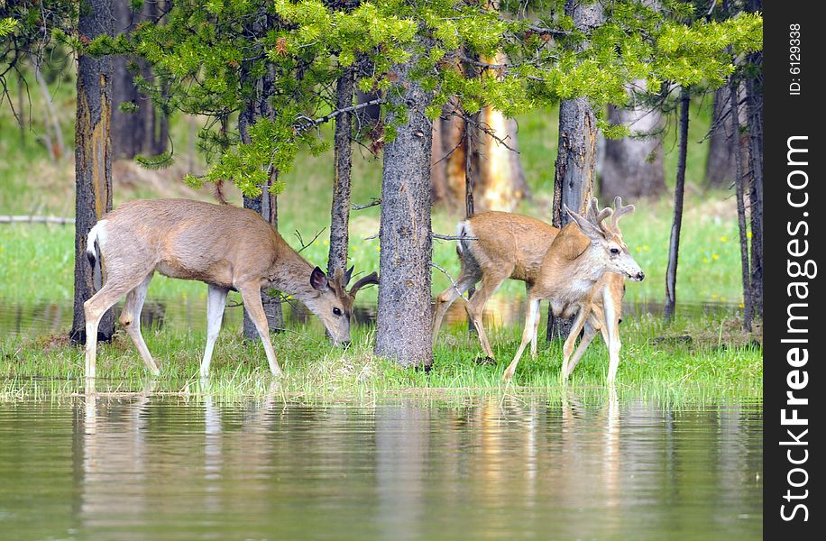 Three mule deer bucks stand near the edge of a flooded stream. Three mule deer bucks stand near the edge of a flooded stream