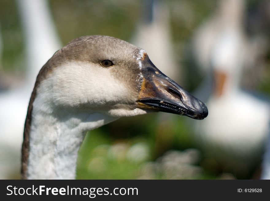 Portrait of a goose with a remarkably sharp beak. Portrait of a goose with a remarkably sharp beak