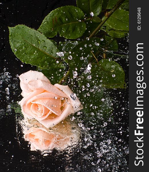 Pink rose with water drops on a mirror surface